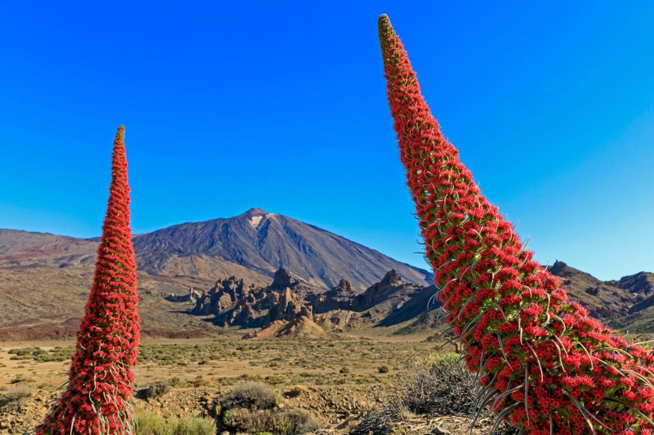 شقة بويرتو ذي لا كروز  في Jardines Del Teide المظهر الخارجي الصورة